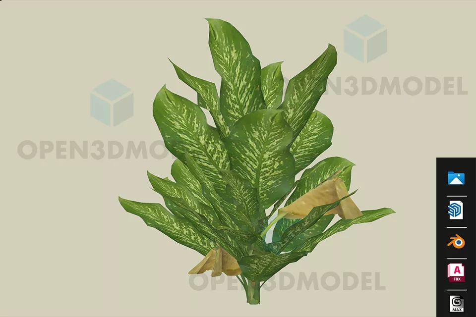 Sri Rejeki Plant With Big Leaves 3d model Sri Rejeki Plant With Big Leaves 3d model