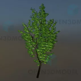 Tall Tree With Leaves 3d model