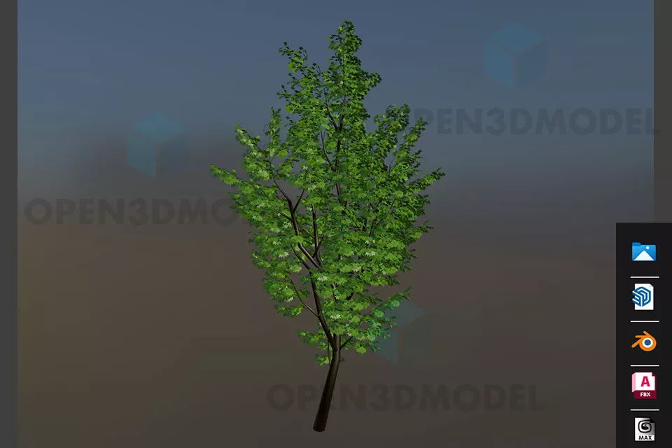 Tall Tree With Leaves Free 3d Model - .Blend, .Fbx, .Max, .Skp ...