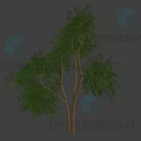 Willow Tree 3d model