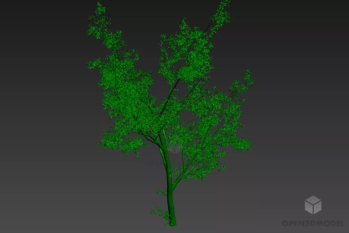Garden Tree Thuja 3d model