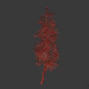 Garden Tree, Tall Tree 3d model
