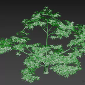 Small Tree Broadleaf 3d model
