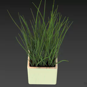 Potted Plant With Grass 3d model