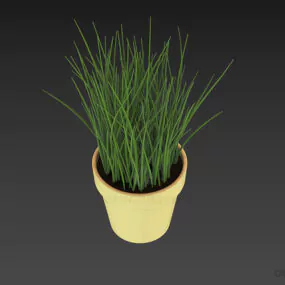 Terracotta Pot Plant, Grass Potted 3d model
