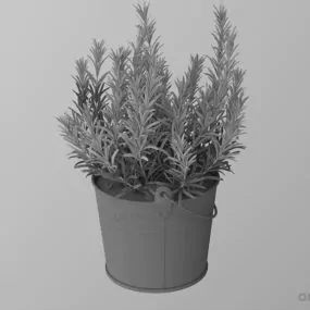 Plant In Bucket 3d model