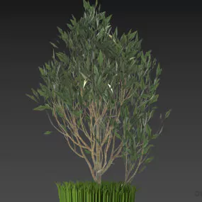Small Bush With Grass 3d model