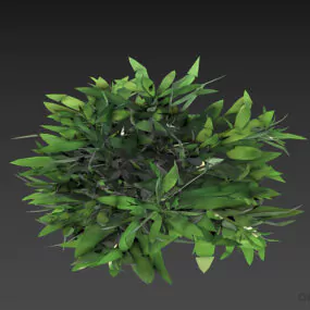 Plant Bush 3d model