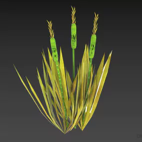 Small Wheat Plant Bush 3d model