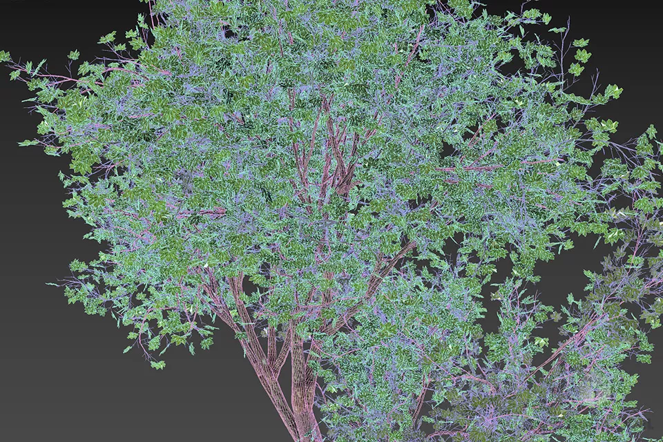 Realistic Maple Tree 3d model 2