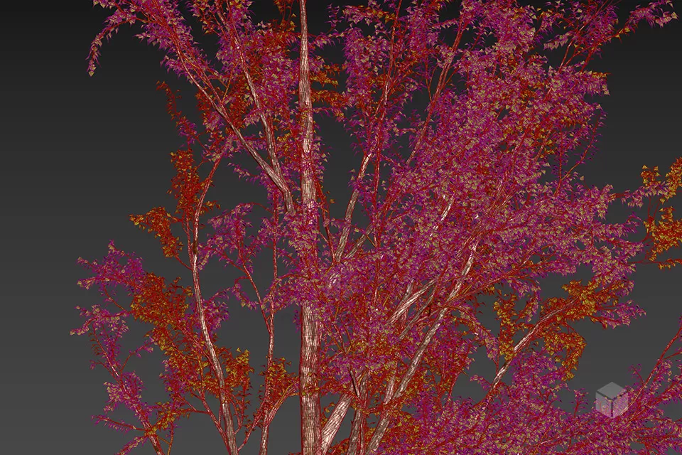 Cottonwood Tree Poplar 3d model 2