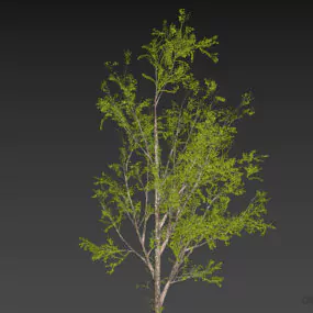 Cottonwood Tree Poplar 3d model