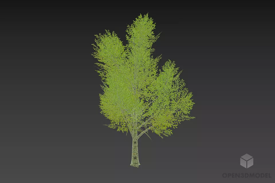 Broadleaf Tree With Big Branch 3d model 2