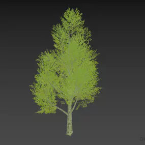 Broadleaf Tree With Big Branch 3d model