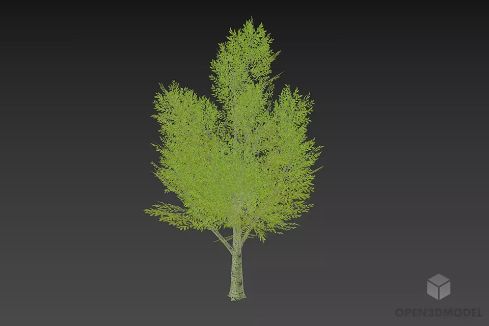 Broadleaf Tree With Big Branch 3d model 3