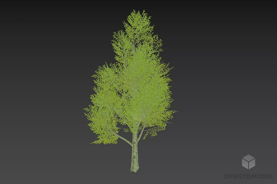 Leaf Tree Small Size 3d model
