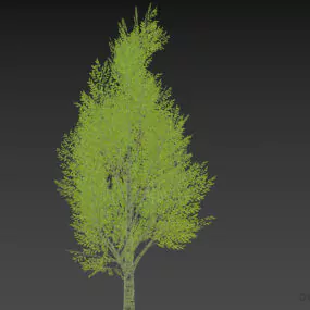 Realistic Broadleaf Tree 3d model