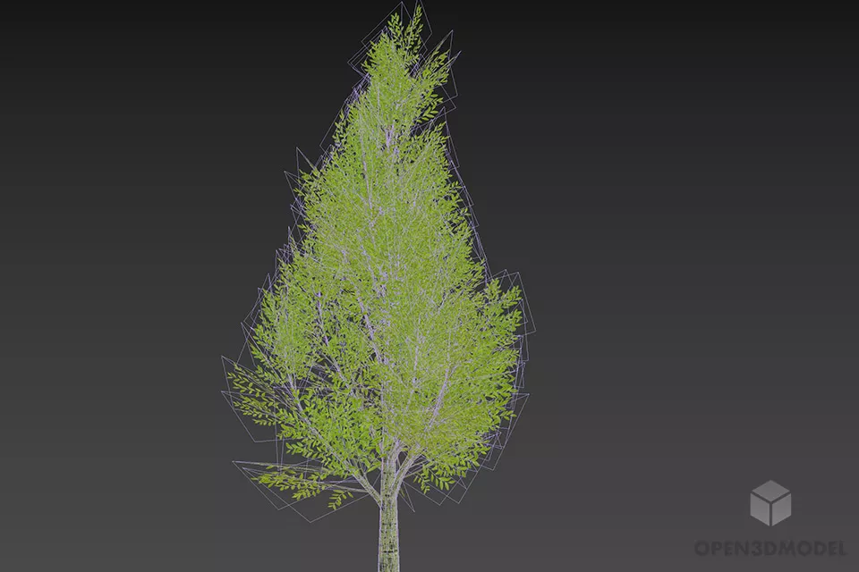 Realistic Broadleaf Tree 3d model 3