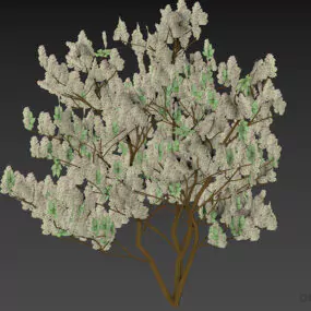 Bushes Lilac Plant 3d model