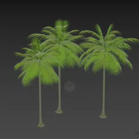 Island Palm Tree, Lowpoly Tree 3d model