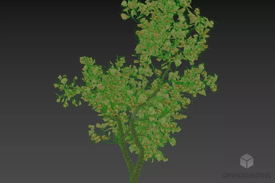 Garden Broad Leaf Tree 3d model 2