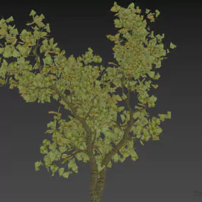 Garden Broad Leaf Tree 3d model