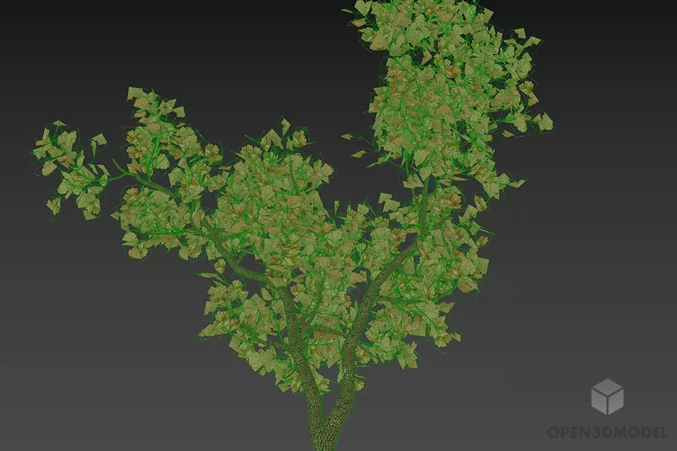 Garden Broad Leaf Tree 3d model 3