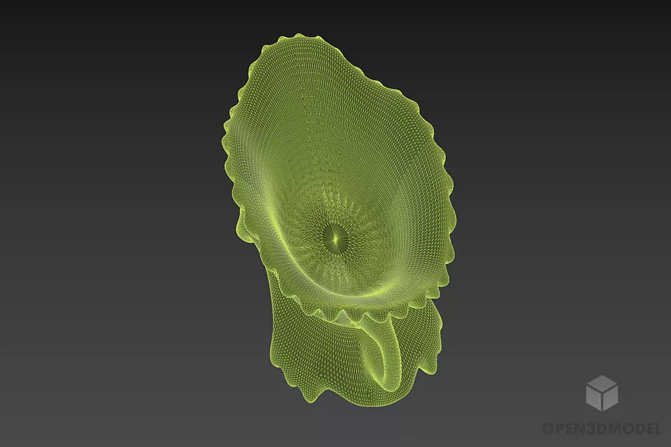 Glass Vase Shell Shape 3d model 2