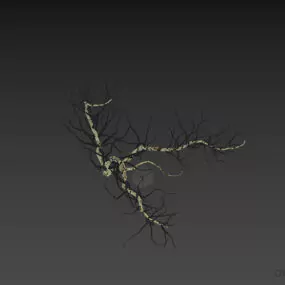 Dry Bush Haloxylon Shrubs 3d model