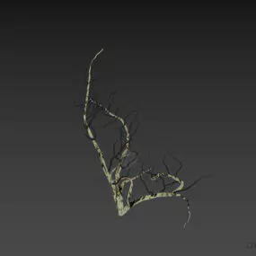 Bushes Haloxylon Dry Branches 3d model