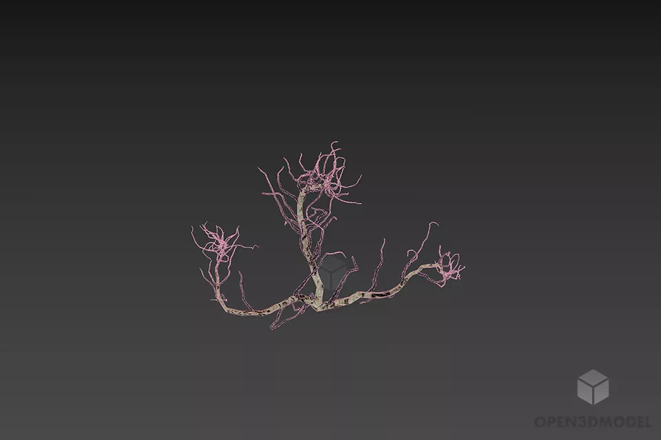 Bush Haloxylon 3d model 2