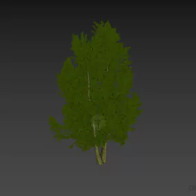 Leaf Tree Small Size 3d model