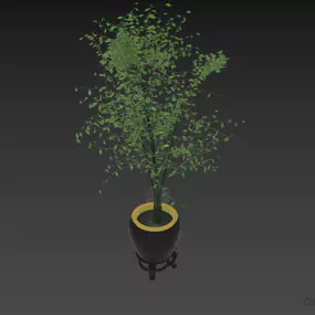 Potted Plant Small Leaf Plant 3d model