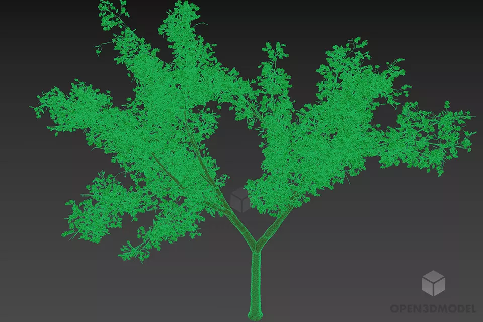 Small Maple Tree, Garden Tree 3d model 3
