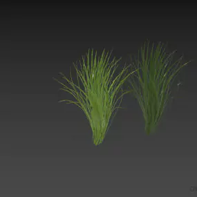 Grass Plant Imperata 3d model