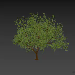 Modello 3D di foglia di acero con rami grandi