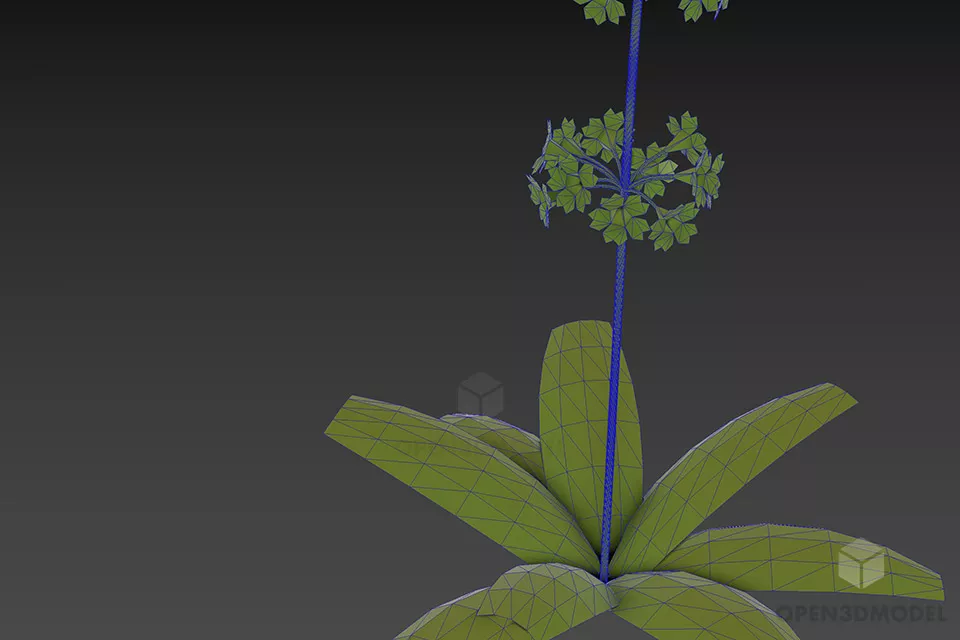 Plant Flower Primula 3d model 2