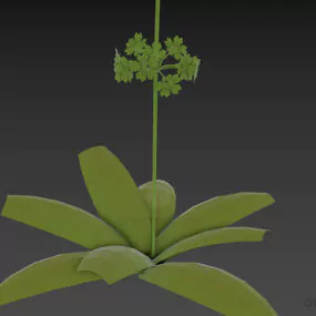 Plant Flower Primula 3d model