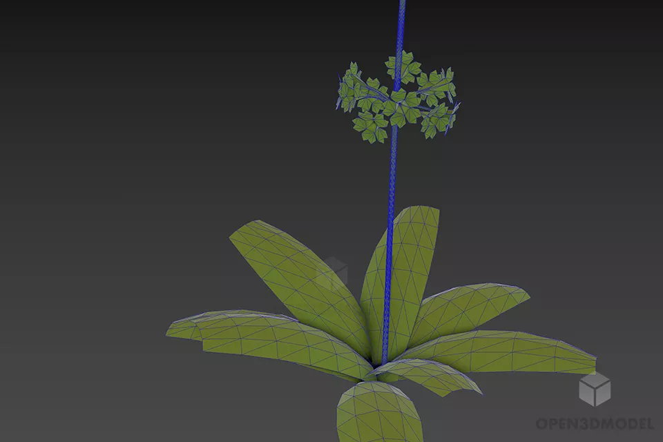 Plant Flower Primula 3d model 3