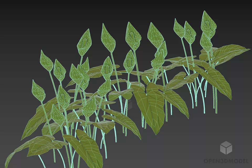 Ivy Plant Flower Palustris 3d model 2