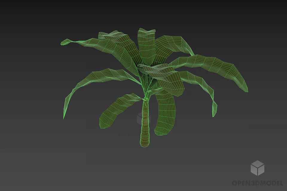 Small Palm Tree Big Leaf 3d model 2