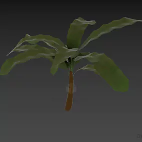 Small Palm Tree Big Leaf 3d model