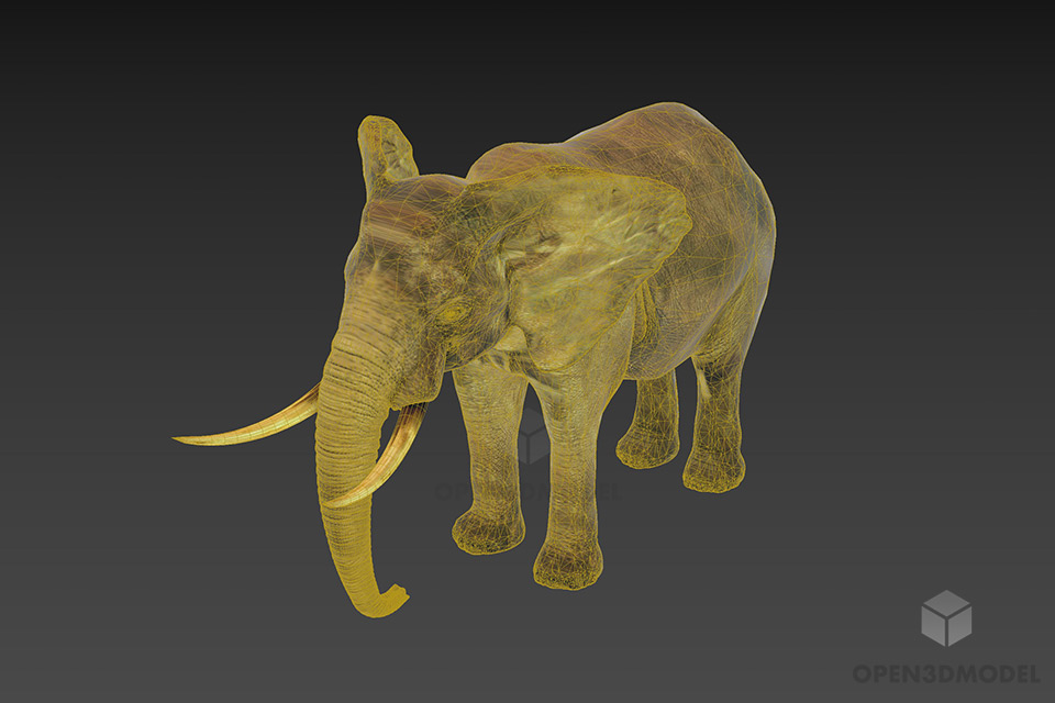 Wild Elephant With Horn 3d model 2