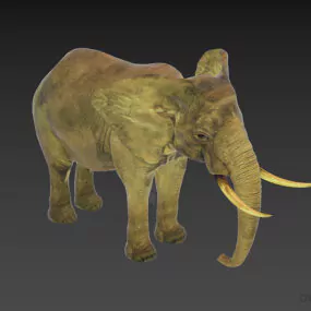 Wild Elephant With Horn 3d model