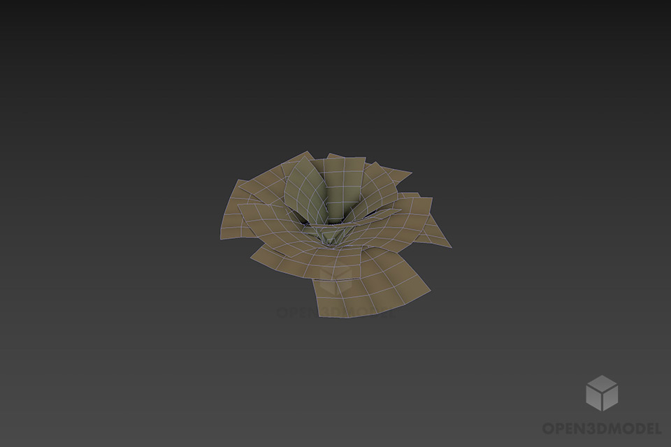Flower Plant Pistia 3d model 2