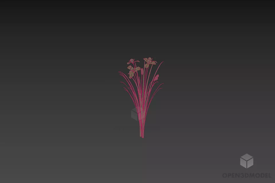 Nature Flower Irissibirica 3d model 2