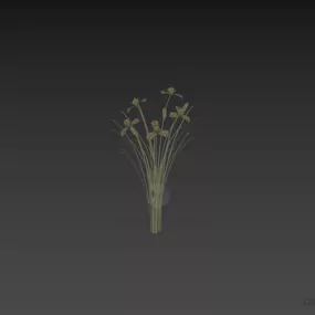 Nature Flower Irissibirica 3d model