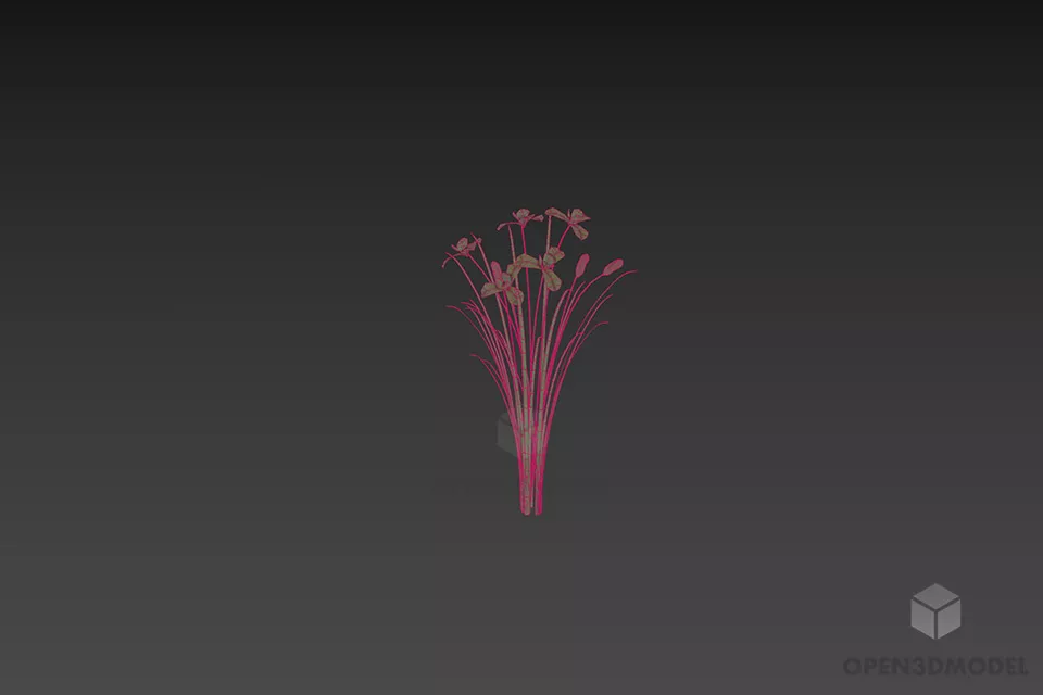 Nature Flower Irissibirica 3d model 3
