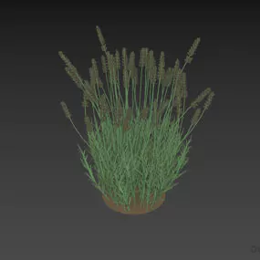Flower Grass Bush 3d model