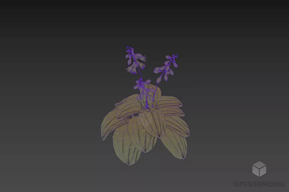 Nature Flower Hosta 3d model 2